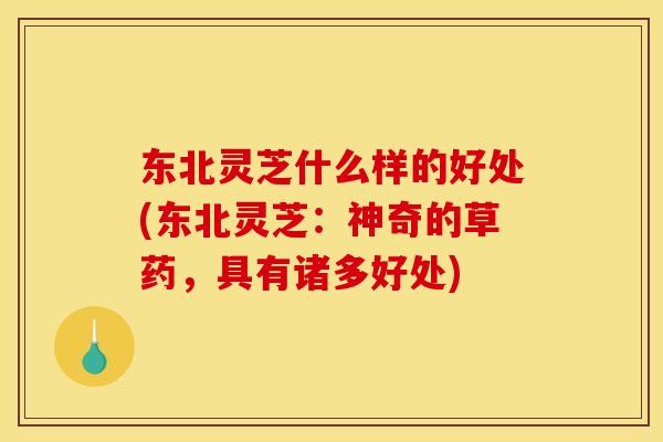 东北灵芝什么样的好处(东北灵芝:神奇的草药,具有诸多好处) 东北灵芝什么样的好处(东北灵芝:神奇的草药,具有诸多好处)