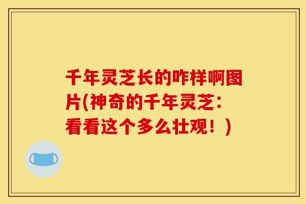 千年灵芝长的咋样啊图片(神奇的千年灵芝:看看这个多么壮观!) 千年灵芝长的咋样啊图片(神奇的千年灵芝:看看这个多么壮观!)