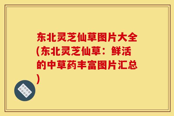 东北灵芝仙草图片大全(东北灵芝仙草:鲜活的中草药丰富图片汇总) 东北灵芝仙草图片大全(东北灵芝仙草:鲜活的中草药丰富图片汇总)