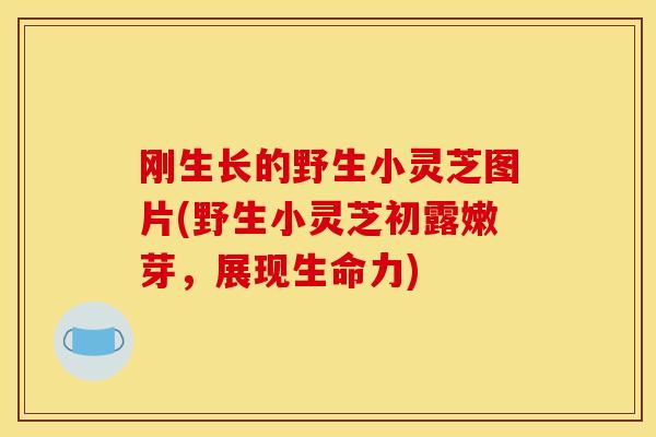 刚生长的野生小灵芝图片(野生小灵芝初露嫩芽,展现生命力) 刚生长的野生小灵芝图片(野生小灵芝初露嫩芽,展现生命力)