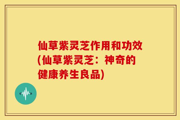 仙草紫灵芝作用和功效(仙草紫灵芝:神奇的健康养生良品) 仙草紫灵芝作用和功效(仙草紫灵芝:神奇的健康养生良品)