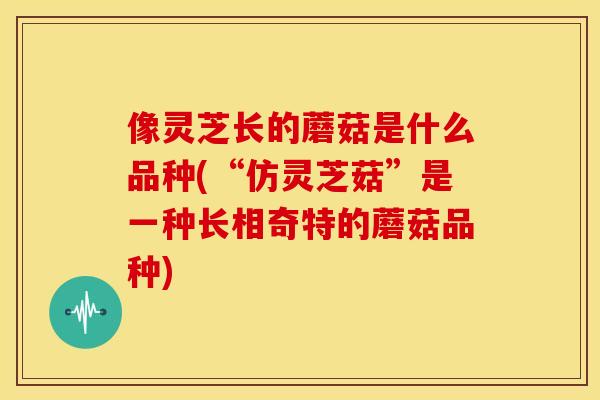 像灵芝长的蘑菇是什么品种(“仿灵芝菇”是一种长相奇特的蘑菇品种)