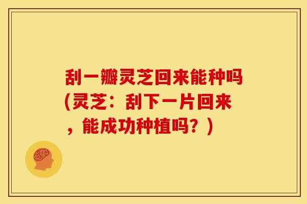 刮一瓣灵芝回来能种吗(灵芝:刮下一片回来,能成功种植吗?) 刮一瓣灵芝回来能种吗(灵芝:刮下一片回来,能成功种植吗?)