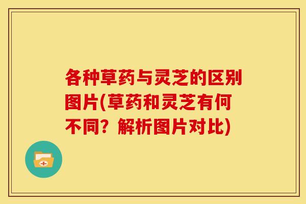 各种草药与灵芝的区别图片(草药和灵芝有何不同?解析图片对比) 各种草药与灵芝的区别图片(草药和灵芝有何不同?解析图片对比)