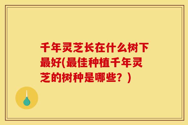 千年灵芝长在什么树下好(佳种植千年灵芝的树种是哪些?) 千年灵芝长在什么树下好(佳种植千年灵芝的树种是哪些?)