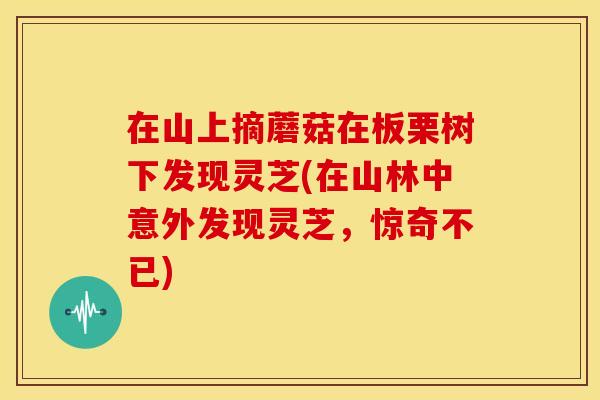 在山上摘蘑菇在板栗树下发现灵芝(在山林中意外发现灵芝,惊奇不已) 在山上摘蘑菇在板栗树下发现灵芝(在山林中意外发现灵芝,惊奇不已)