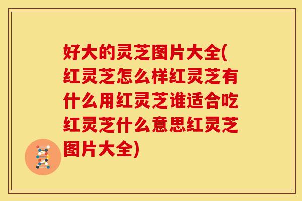 好大的灵芝图片大全(红灵芝怎么样红灵芝有什么用红灵芝谁适合吃红灵芝什么意思红灵芝图片大全) 好大的灵芝图片大全(红灵芝怎么样红灵芝有什么用红灵芝谁适合吃红灵芝什么意思红灵芝图片大全)