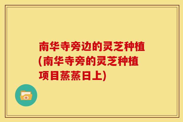 南华寺旁边的灵芝种植(南华寺旁的灵芝种植项目蒸蒸日上)