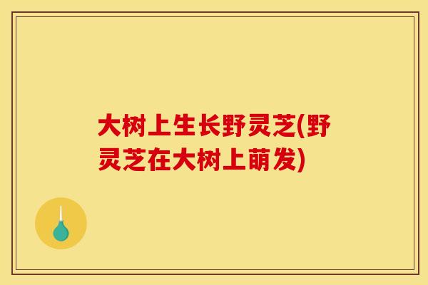 大树上生长野灵芝(野灵芝在大树上萌发)