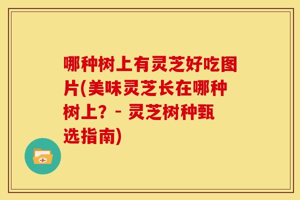 哪种树上有灵芝好吃图片(美味灵芝长在哪种树上?- 灵芝树种甄选指南) 哪种树上有灵芝好吃图片(美味灵芝长在哪种树上?- 灵芝树种甄选指南)