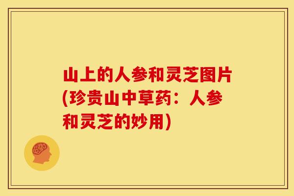山上的人参和灵芝图片(珍贵山中草药：人参和灵芝的妙用)