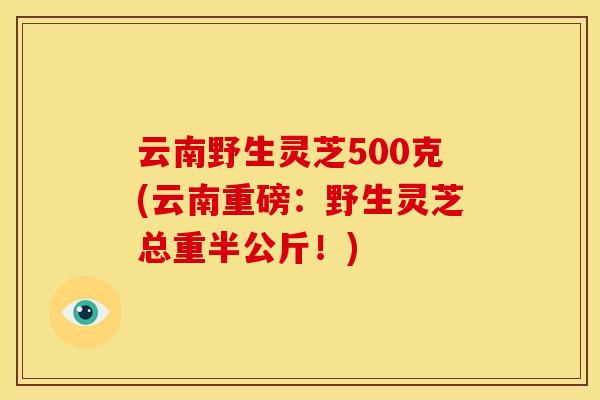 云南野生灵芝500克(云南重磅:野生灵芝总重半公斤!) 云南野生灵芝500克(云南重磅:野生灵芝总重半公斤!)