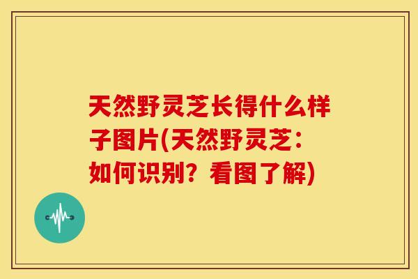 天然野灵芝长得什么样子图片(天然野灵芝:如何识别?看图了解) 天然野灵芝长得什么样子图片(天然野灵芝:如何识别?看图了解)