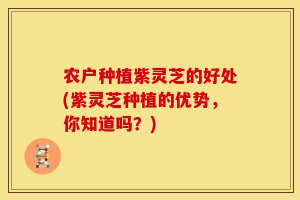 农户种植紫灵芝的好处(紫灵芝种植的优势，你知道吗？)