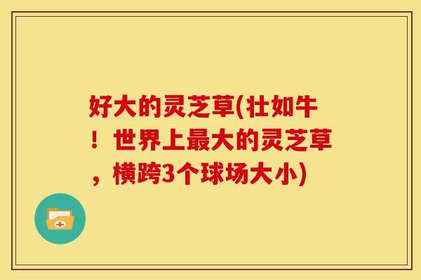 好大的灵芝草(壮如牛！世界上大的灵芝草，横跨3个球场大小)
