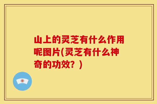 山上的灵芝有什么作用呢图片(灵芝有什么神奇的功效？)