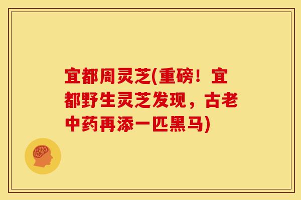 宜都周灵芝(重磅！宜都野生灵芝发现，古老再添一匹黑马)