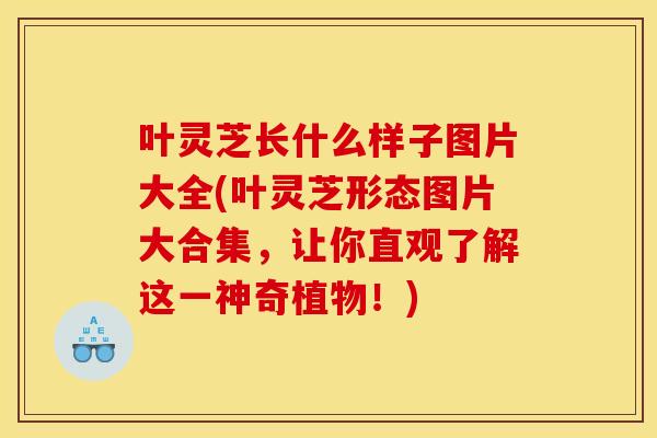 叶灵芝长什么样子图片大全(叶灵芝形态图片大合集，让你直观了解这一神奇植物！)