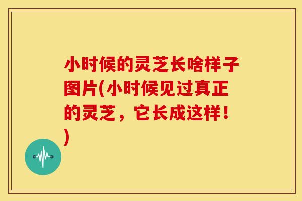 小时候的灵芝长啥样子图片(小时候见过真正的灵芝，它长成这样！)