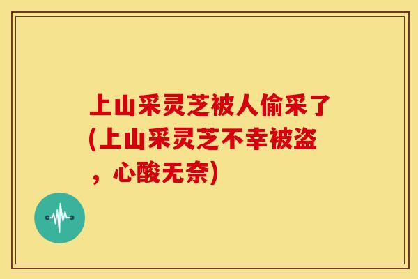 上山采灵芝被人偷采了(上山采灵芝不幸被盗,心酸无奈) 上山采灵芝被人偷采了(上山采灵芝不幸被盗,心酸无奈)