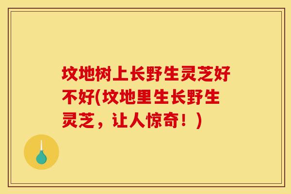 坟地树上长野生灵芝好不好(坟地里生长野生灵芝，让人惊奇！)