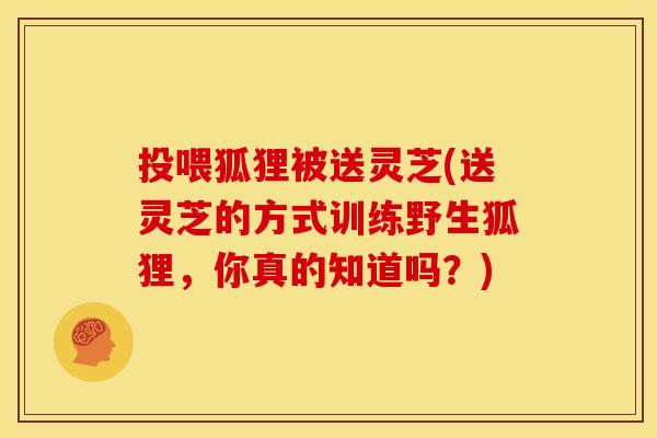 投喂狐狸被送灵芝(送灵芝的方式训练野生狐狸，你真的知道吗？)