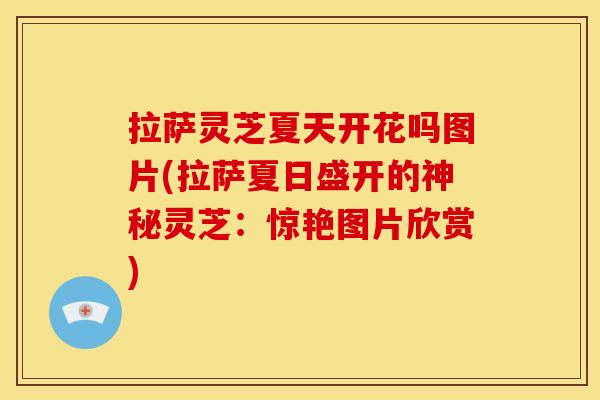 拉萨灵芝夏天开花吗图片(拉萨夏日盛开的神秘灵芝:惊艳图片欣赏) 拉萨灵芝夏天开花吗图片(拉萨夏日盛开的神秘灵芝:惊艳图片欣赏)
