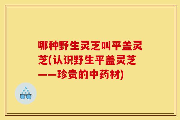 哪种野生灵芝叫平盖灵芝(认识野生平盖灵芝——珍贵的材) 哪种野生灵芝叫平盖灵芝(认识野生平盖灵芝——珍贵的材)