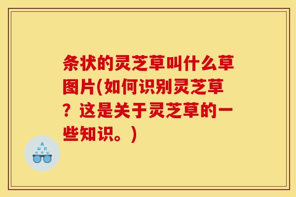 条状的灵芝草叫什么草图片(如何识别灵芝草?这是关于灵芝草的一些知识。) 条状的灵芝草叫什么草图片(如何识别灵芝草?这是关于灵芝草的一些知识。)