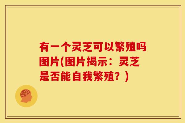 有一个灵芝可以繁殖吗图片(图片揭示:灵芝是否能自我繁殖?) 有一个灵芝可以繁殖吗图片(图片揭示:灵芝是否能自我繁殖?)