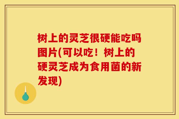 树上的灵芝很硬能吃吗图片(可以吃！树上的硬灵芝成为食用菌的新发现)