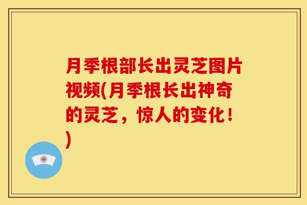 月季根部长出灵芝图片视频(月季根长出神奇的灵芝,惊人的变化!) 月季根部长出灵芝图片视频(月季根长出神奇的灵芝,惊人的变化!)