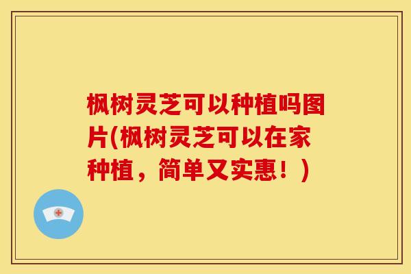 枫树灵芝可以种植吗图片(枫树灵芝可以在家种植,简单又实惠!) 枫树灵芝可以种植吗图片(枫树灵芝可以在家种植,简单又实惠!)
