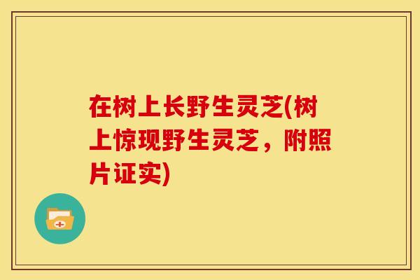 在树上长野生灵芝(树上惊现野生灵芝，附照片证实)