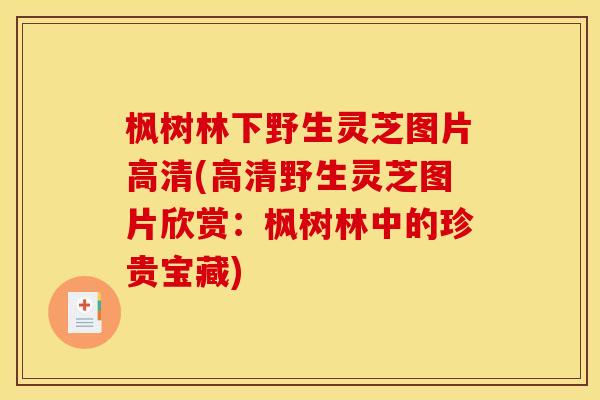 枫树林下野生灵芝图片高清(高清野生灵芝图片欣赏:枫树林中的珍贵宝藏) 枫树林下野生灵芝图片高清(高清野生灵芝图片欣赏:枫树林中的珍贵宝藏)