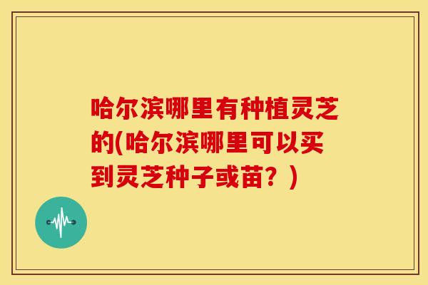 哈尔滨哪里有种植灵芝的(哈尔滨哪里可以买到灵芝种子或苗?) 哈尔滨哪里有种植灵芝的(哈尔滨哪里可以买到灵芝种子或苗?)