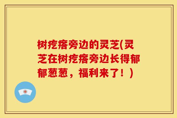 树疙瘩旁边的灵芝(灵芝在树疙瘩旁边长得郁郁葱葱,福利来了!) 树疙瘩旁边的灵芝(灵芝在树疙瘩旁边长得郁郁葱葱,福利来了!)