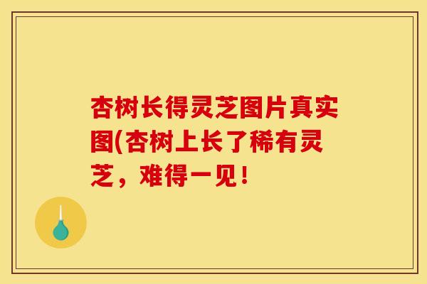 杏树长得灵芝图片真实图(杏树上长了稀有灵芝,难得一见! 杏树长得灵芝图片真实图(杏树上长了稀有灵芝,难得一见!