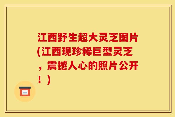 江西野生超大灵芝图片(江西现珍稀巨型灵芝,震撼人心的照片公开!) 江西野生超大灵芝图片(江西现珍稀巨型灵芝,震撼人心的照片公开!)