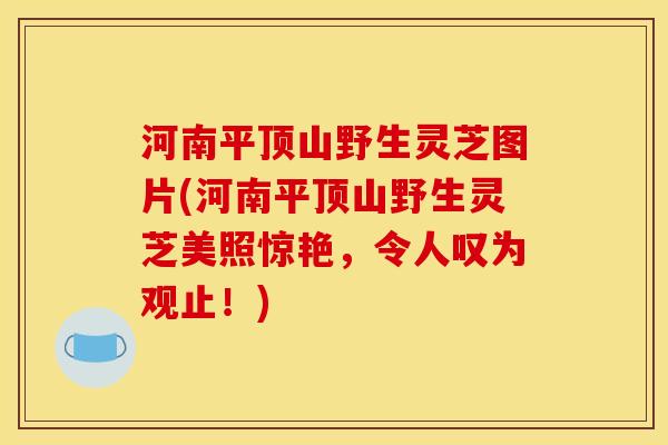 河南平顶山野生灵芝图片(河南平顶山野生灵芝美照惊艳,令人叹为观止!) 河南平顶山野生灵芝图片(河南平顶山野生灵芝美照惊艳,令人叹为观止!)