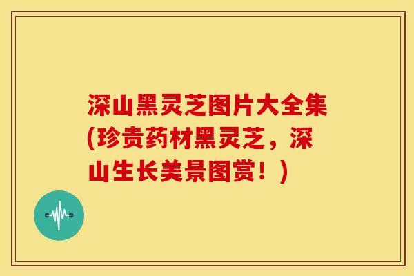 深山黑灵芝图片大全集(珍贵药材黑灵芝,深山生长美景图赏!) 深山黑灵芝图片大全集(珍贵药材黑灵芝,深山生长美景图赏!)