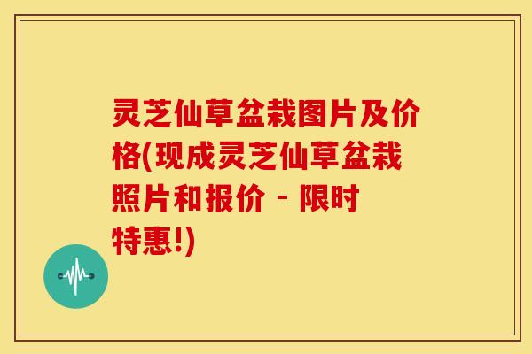 灵芝仙草盆栽图片及价格(现成灵芝仙草盆栽照片和报价 - 限时特惠!) 灵芝仙草盆栽图片及价格(现成灵芝仙草盆栽照片和报价 - 限时特惠!)