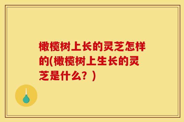 橄榄树上长的灵芝怎样的(橄榄树上生长的灵芝是什么？)