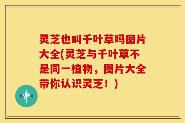 灵芝也叫千叶草吗图片大全(灵芝与千叶草不是同一植物,图片大全带你认识灵芝!) 灵芝也叫千叶草吗图片大全(灵芝与千叶草不是同一植物,图片大全带你认识灵芝!)