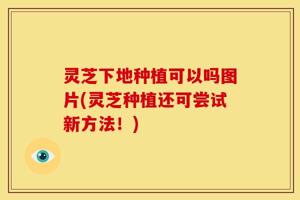 灵芝下地种植可以吗图片(灵芝种植还可尝试新方法!) 灵芝下地种植可以吗图片(灵芝种植还可尝试新方法!)