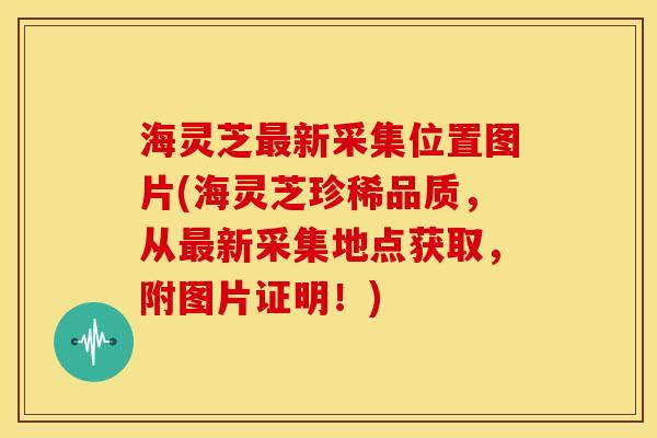 海灵芝新采集位置图片(海灵芝珍稀品质,从新采集地点获取,附图片证明!) 海灵芝新采集位置图片(海灵芝珍稀品质,从新采集地点获取,附图片证明!)