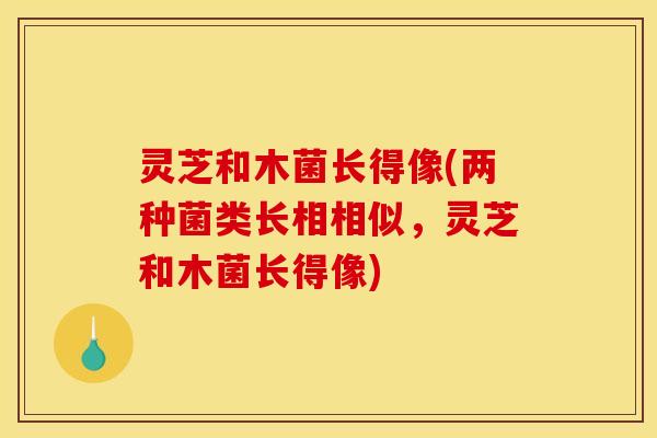 灵芝和木菌长得像(两种菌类长相相似,灵芝和木菌长得像) 灵芝和木菌长得像(两种菌类长相相似,灵芝和木菌长得像)