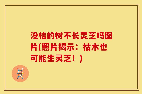 没枯的树不长灵芝吗图片(照片揭示:枯木也可能生灵芝!) 没枯的树不长灵芝吗图片(照片揭示:枯木也可能生灵芝!)