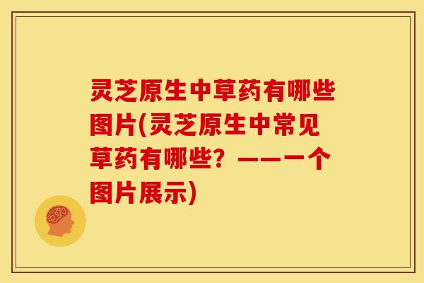 灵芝原生中草药有哪些图片(灵芝原生中常见草药有哪些?——一个图片展示) 灵芝原生中草药有哪些图片(灵芝原生中常见草药有哪些?——一个图片展示)