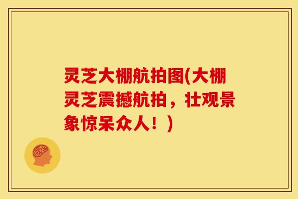 灵芝大棚航拍图(大棚灵芝震撼航拍,壮观景象惊呆众人!) 灵芝大棚航拍图(大棚灵芝震撼航拍,壮观景象惊呆众人!)